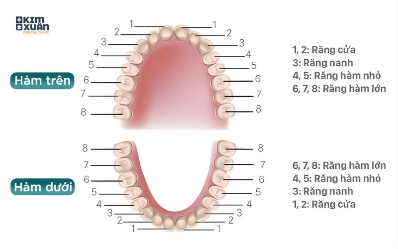 Cấu Trúc Răng Của Người Trưởng Thành