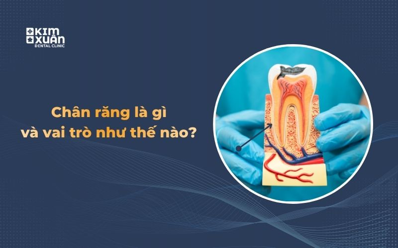 Hình ảnh chân răng