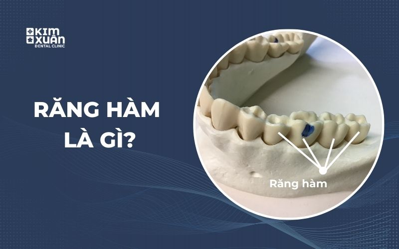 Răng Hàm Là Gì