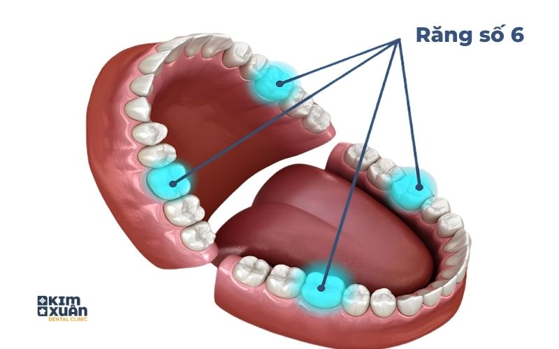 Răng Số 6